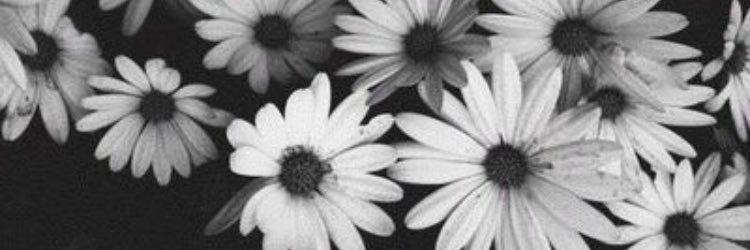 sfrosini15's profile banner image