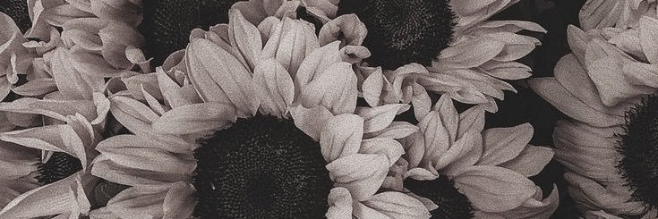 bukanpashaa's profile banner image