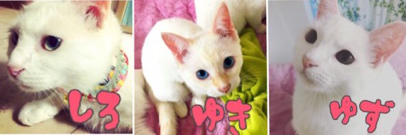CherryCat314's profile banner image