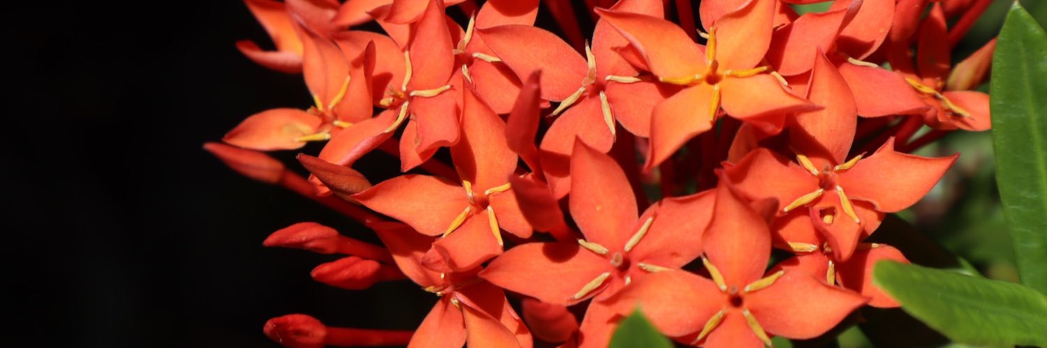 Linsey banner