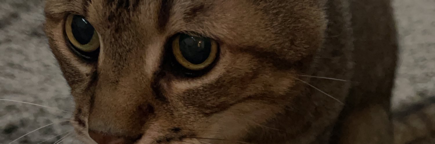 shimamasako's profile banner image