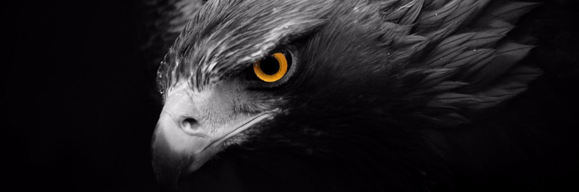 altaneyupogluu's profile banner image