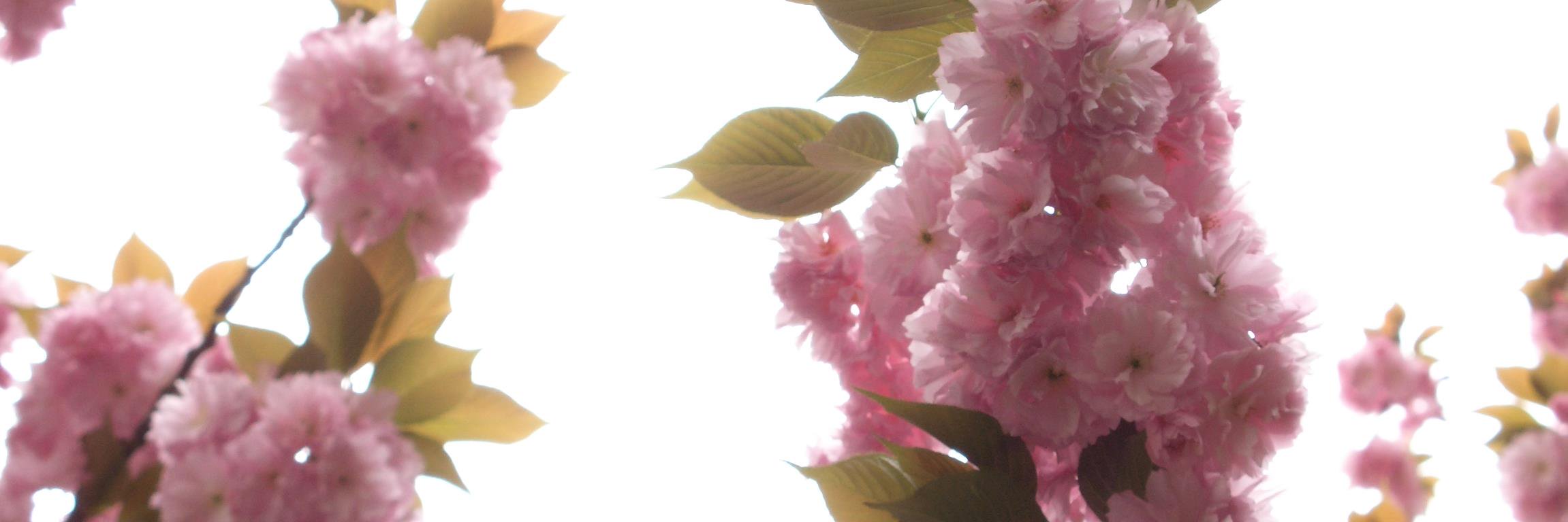 ibrahimBark's profile banner image