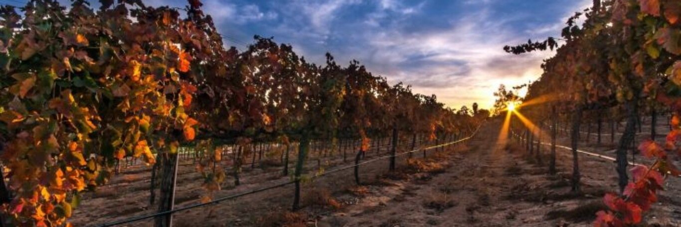SeppaVineyard's profile banner image