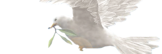 ozcngldn's profile banner image