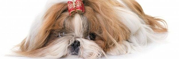 universoshihtzu's profile banner image