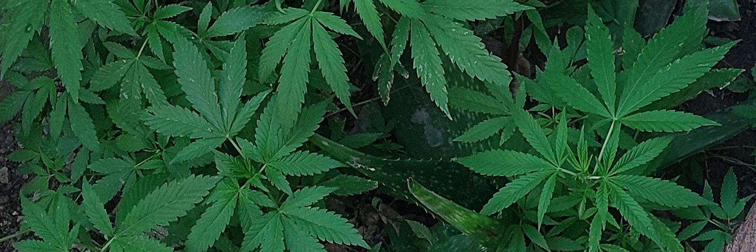 StrawerryCake5's profile banner image