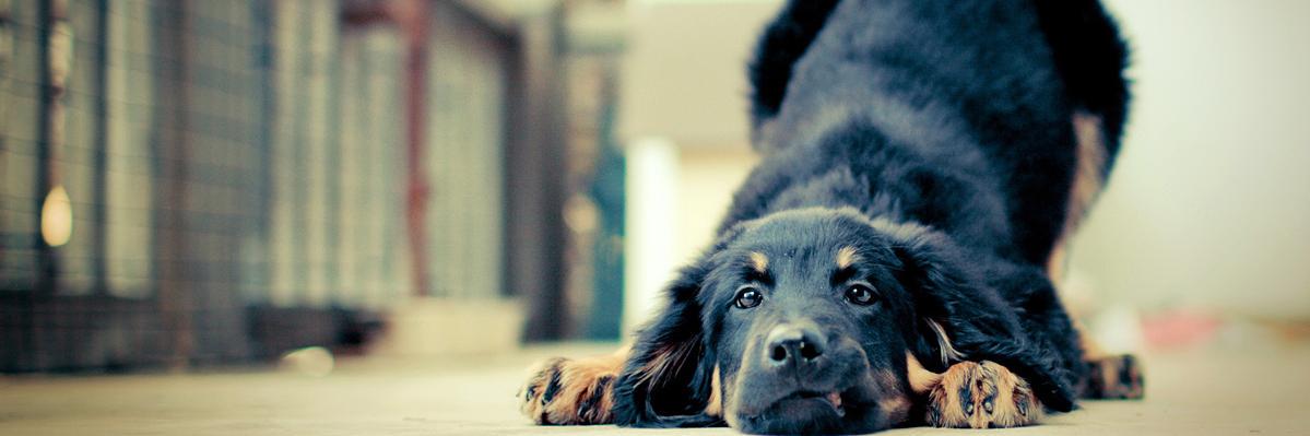 urdogs's profile banner image