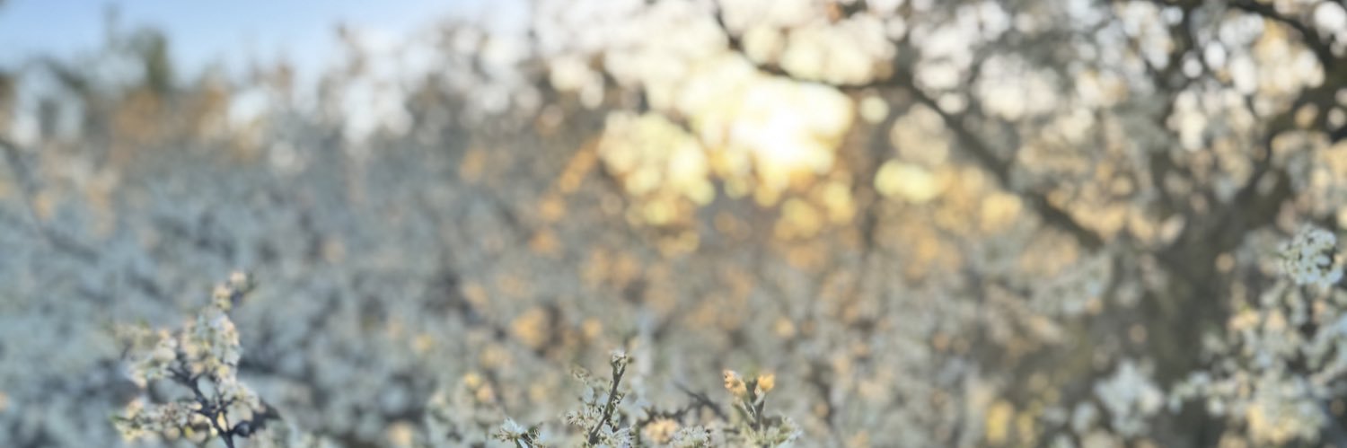 Бубамара из Кикинды banner