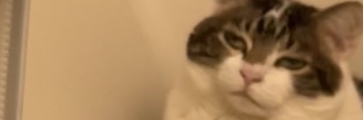 jillybeantay's profile banner image