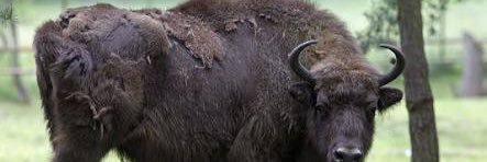 Bison0013's profile banner image