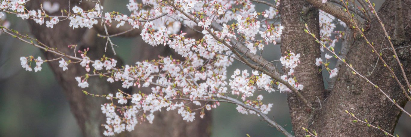 _sakurabito's profile banner image