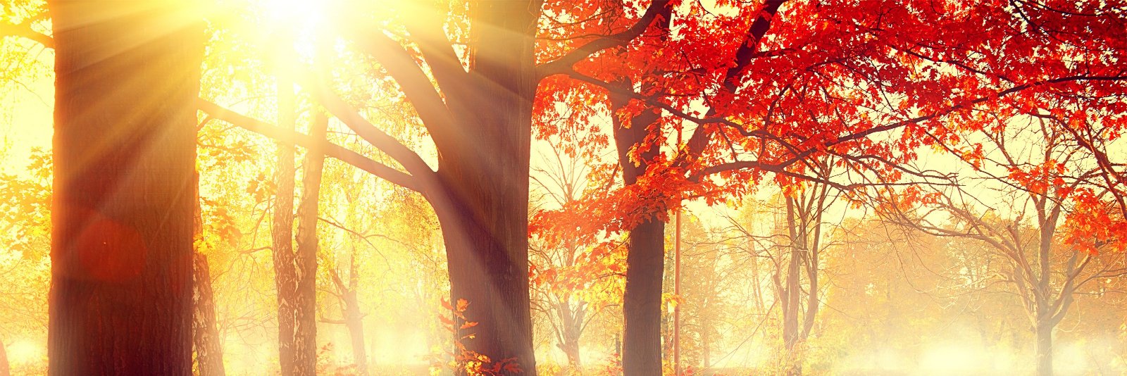 Red_Grass69's profile banner image