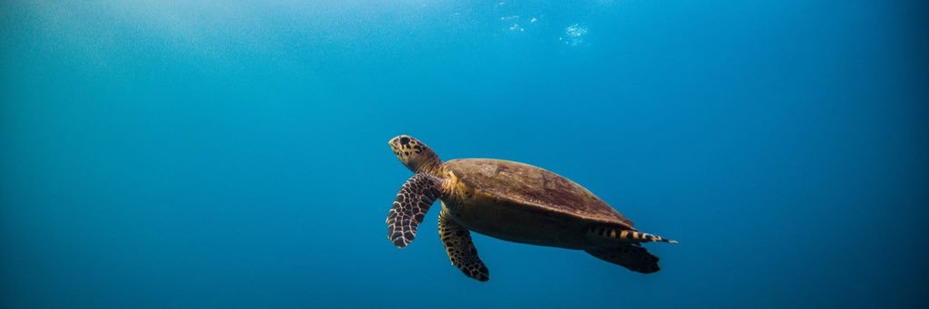 Princess_Divers's profile banner image
