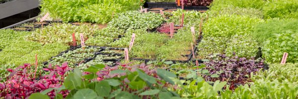 karabeleko Profile Banner