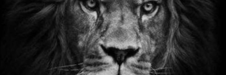 arif calikoglu 🇹🇷⭐️⭐️⭐️⭐️⭐️ banner