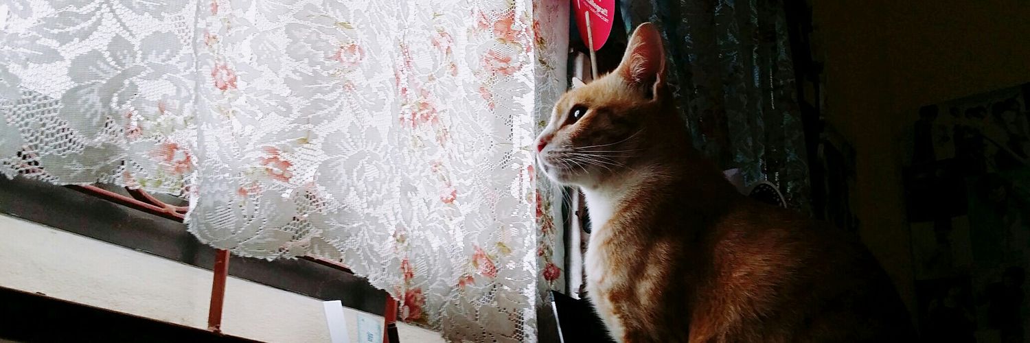 ดงบูกิ banner