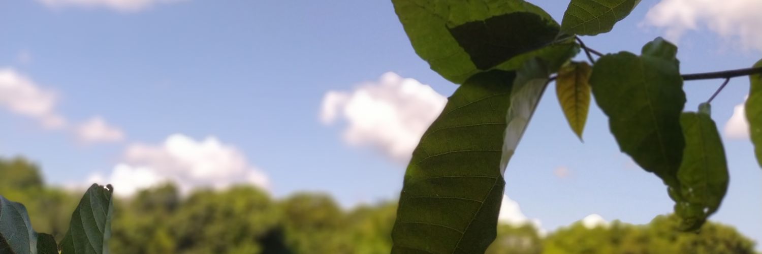 Odooonan's profile banner image