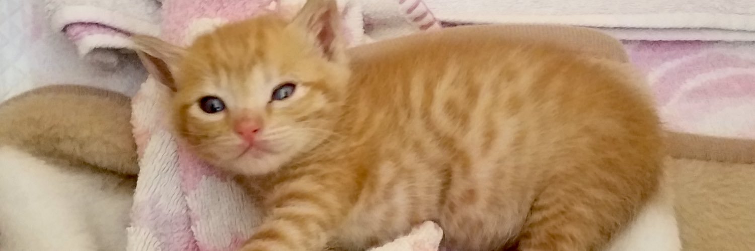 のっこ@インテありがとうございました banner