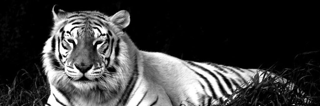 rjad_77's profile banner image