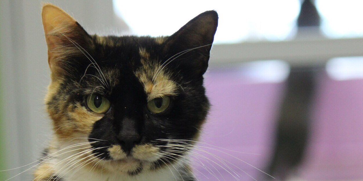 AnimalArkPets's profile banner image