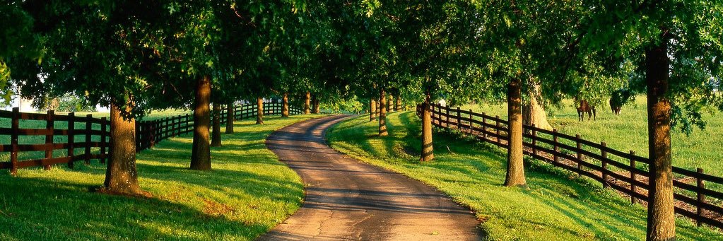 ROSA B. 🙋🏻‍♀️💚🇪🇸💚 banner