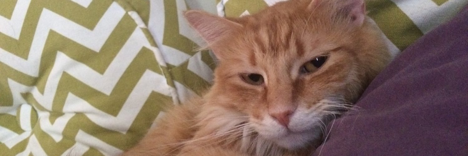 Paul "Stop2End" Gowder, 🐱 🐈 😺 banner