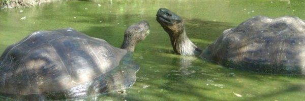 spinnersdance Profile Banner