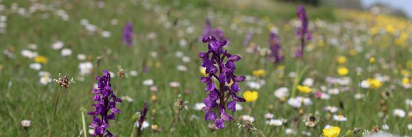 NorfolkBIS Profile Banner