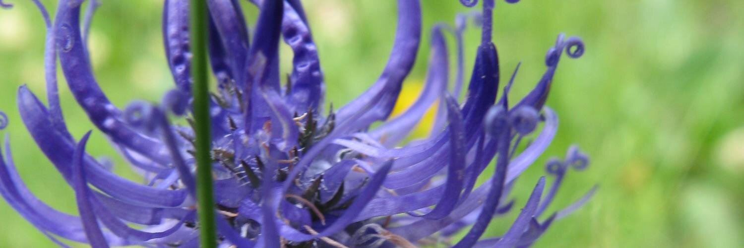 Amelia Buchanan banner