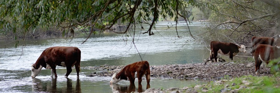 Model Farm Shop banner
