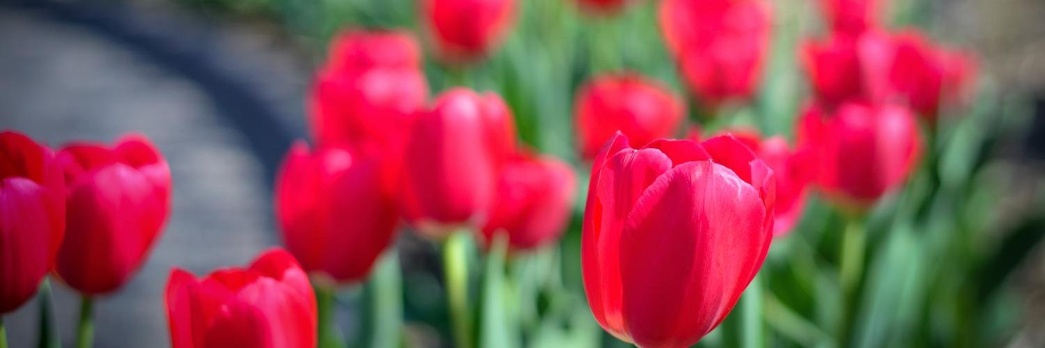 smyphotography's profile banner image
