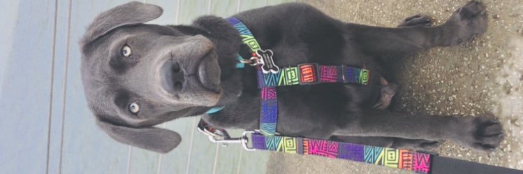 ShaynaD123's profile banner image