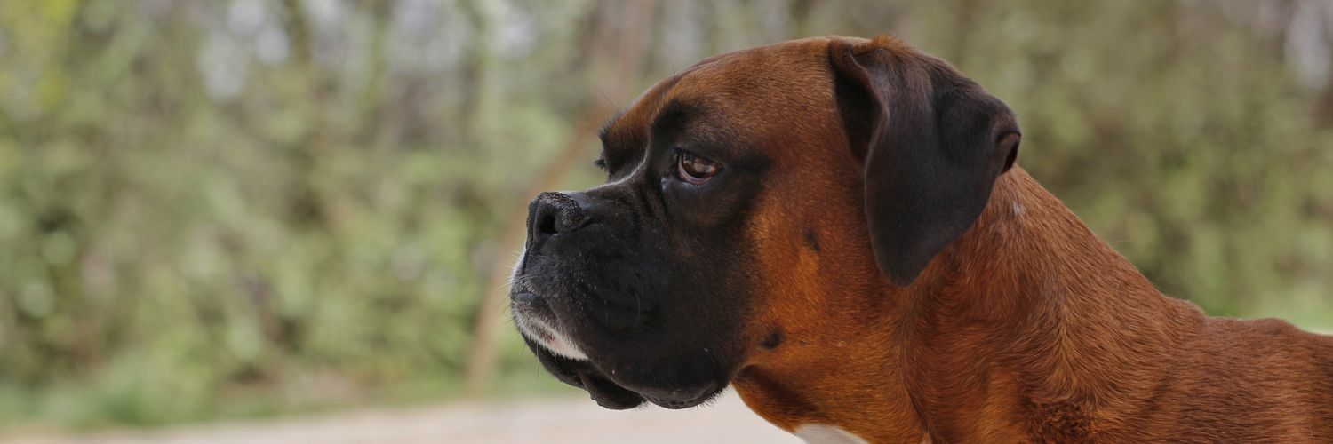 AxelMagallaness's profile banner image