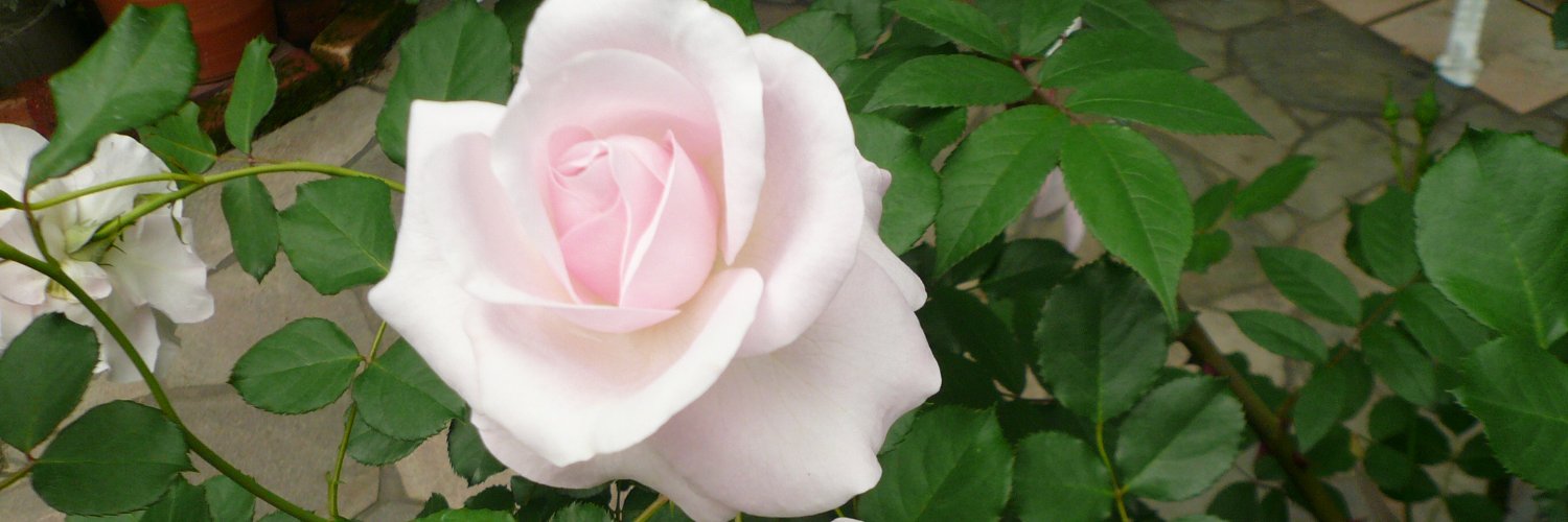 igbenglish's profile banner image