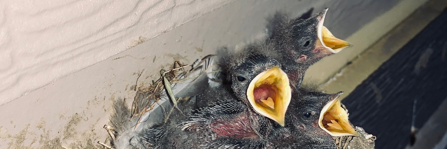 Julian Rodriguez banner