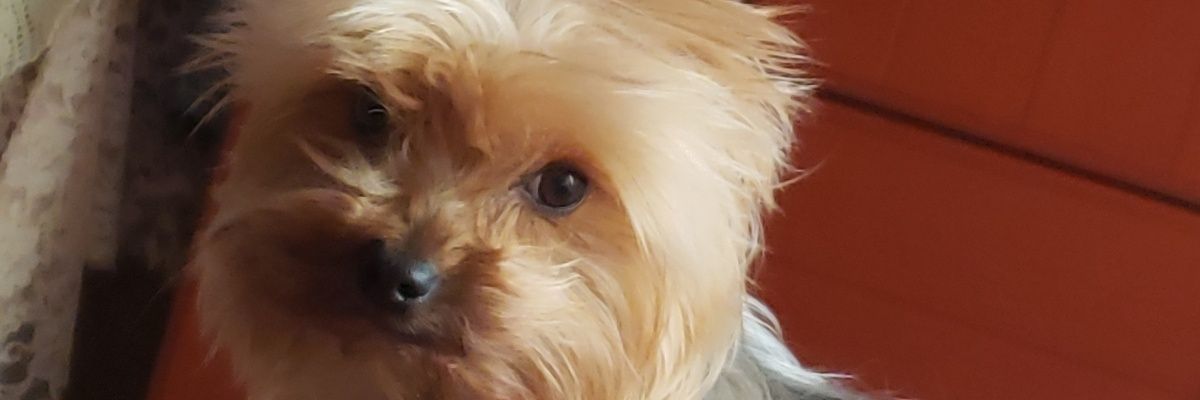 PaoJHJ's profile banner image
