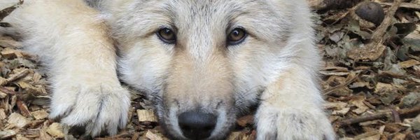 LinJSol Profile Banner