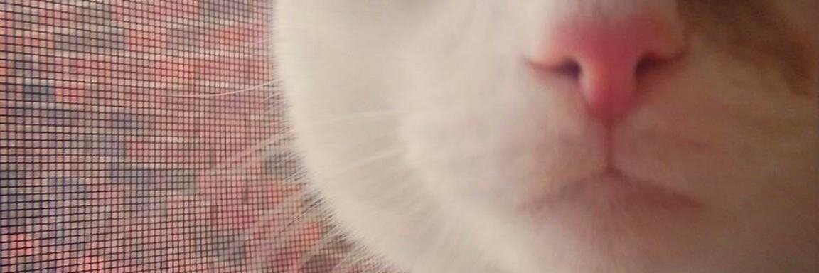 iamschwartz's profile banner image