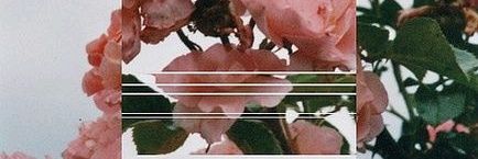 MaPLe1998's profile banner image
