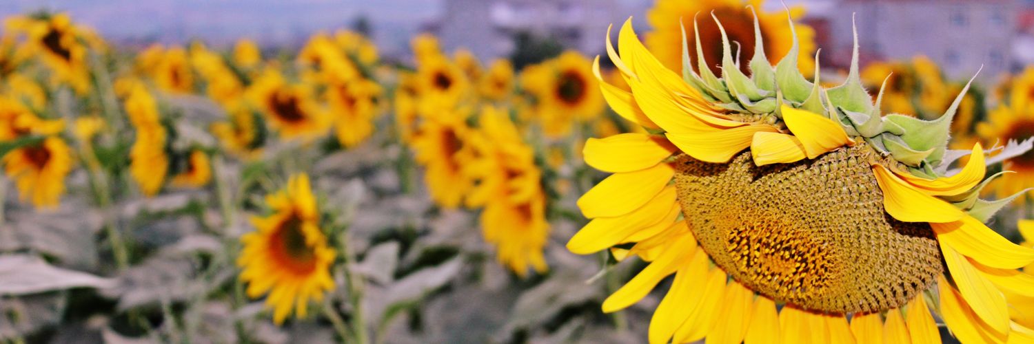 NunveRa's profile banner image