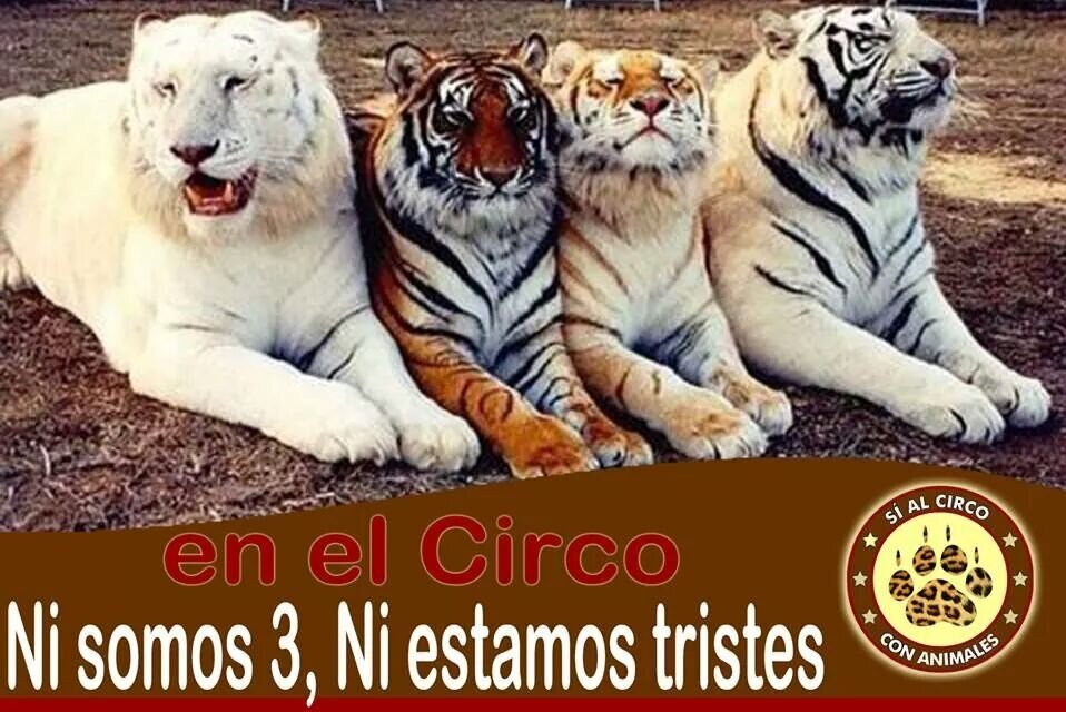 circosuneac's profile banner image