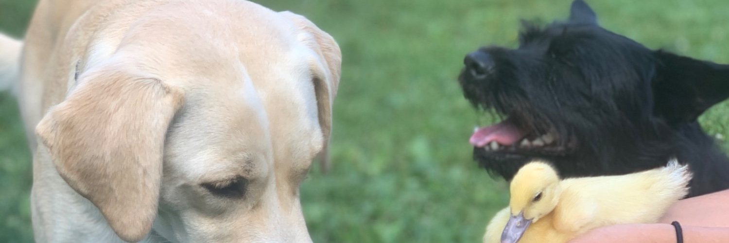 Chub_Chubs01's profile banner image