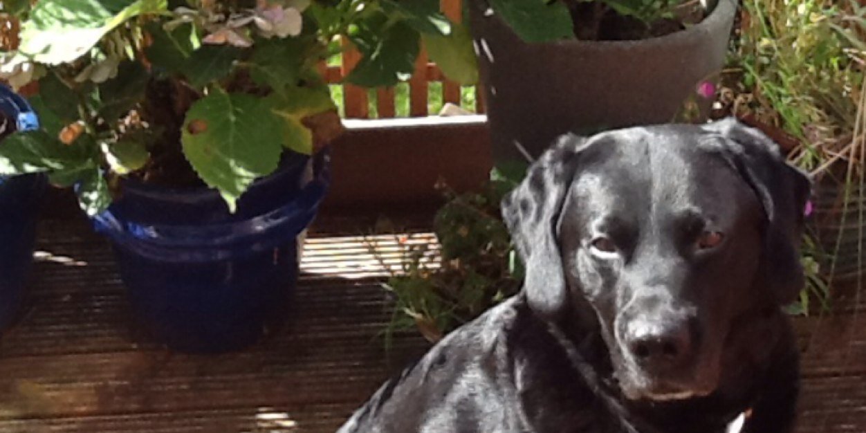 harinder sahota banner