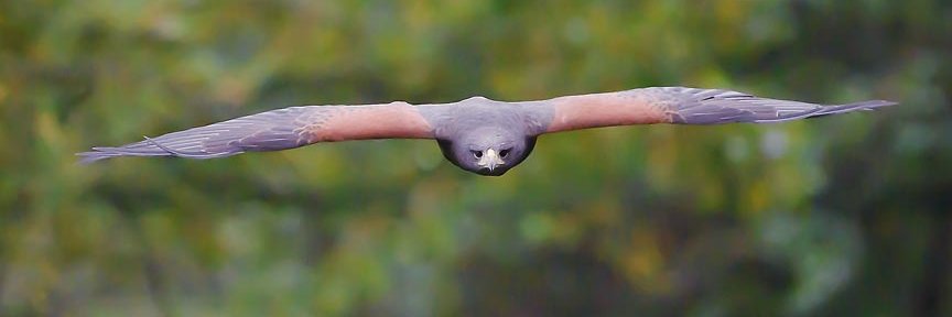 WalworthBirdsOP's profile banner image