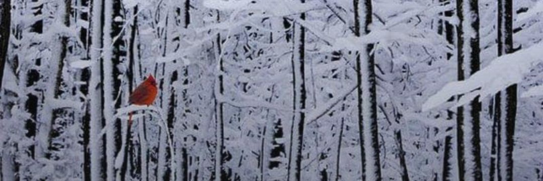 MonicaE_MN's profile banner image
