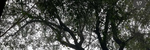 Falconetta Profile Banner