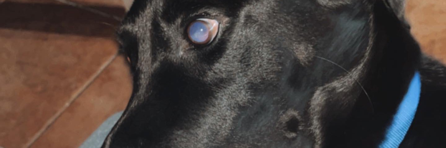 skux banner