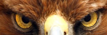 USMEagleEye banner