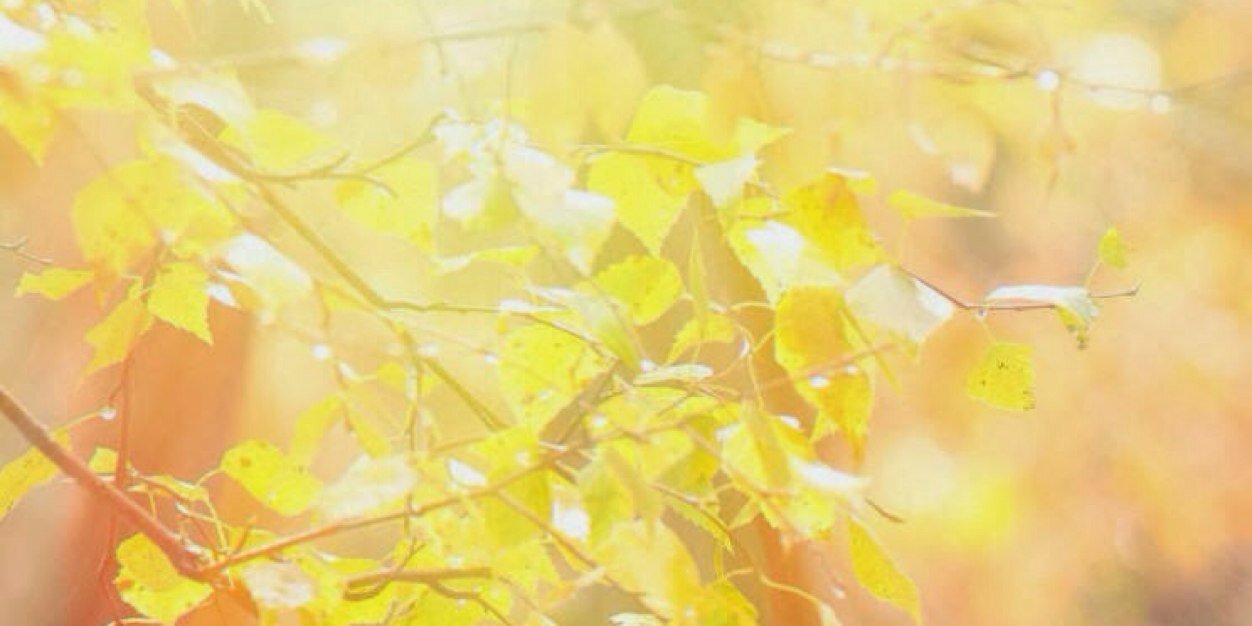 kaihins1's profile banner image